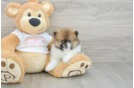 Pomeranian Puppy for Adoption