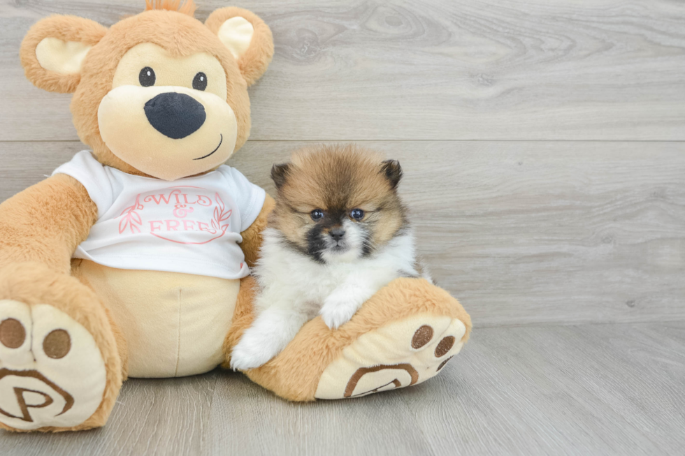 Pomeranian Puppy for Adoption