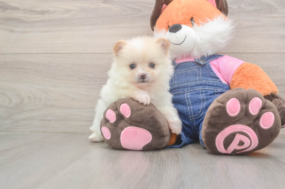 6 week old Pomeranian Puppy For Sale - Simply Southern Pups