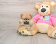 8 week old Pomeranian Puppy For Sale - Simply Southern Pups