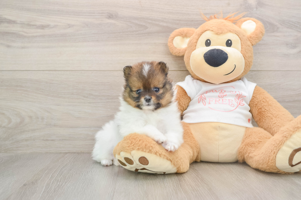 Akc Registered Pomeranian Baby