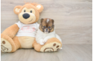 Pomeranian Puppy for Adoption