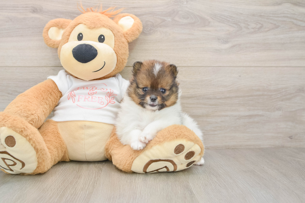 Pomeranian Puppy for Adoption