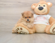 5 week old Pomeranian Puppy For Sale - Simply Southern Pups