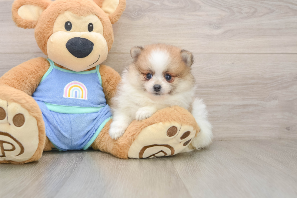 Best Pomeranian Baby
