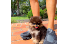 Cute Pomeranian Baby