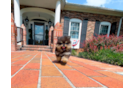 Pomeranian Puppy for Adoption