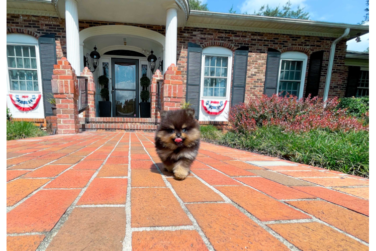 Cute Pomeranian Purebred Puppy