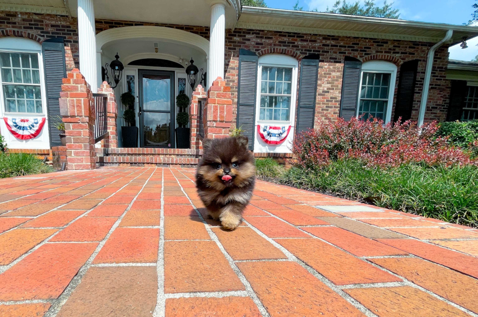 9 week old Pomeranian Puppy For Sale - Simply Southern Pups