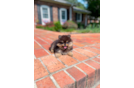 Cute Pomeranian Purebred Pup