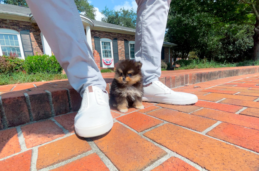 10 week old Pomeranian Puppy For Sale - Simply Southern Pups