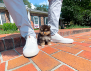 10 week old Pomeranian Puppy For Sale - Simply Southern Pups