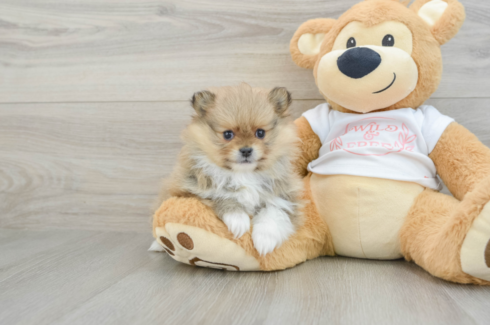 6 week old Pomeranian Puppy For Sale - Simply Southern Pups