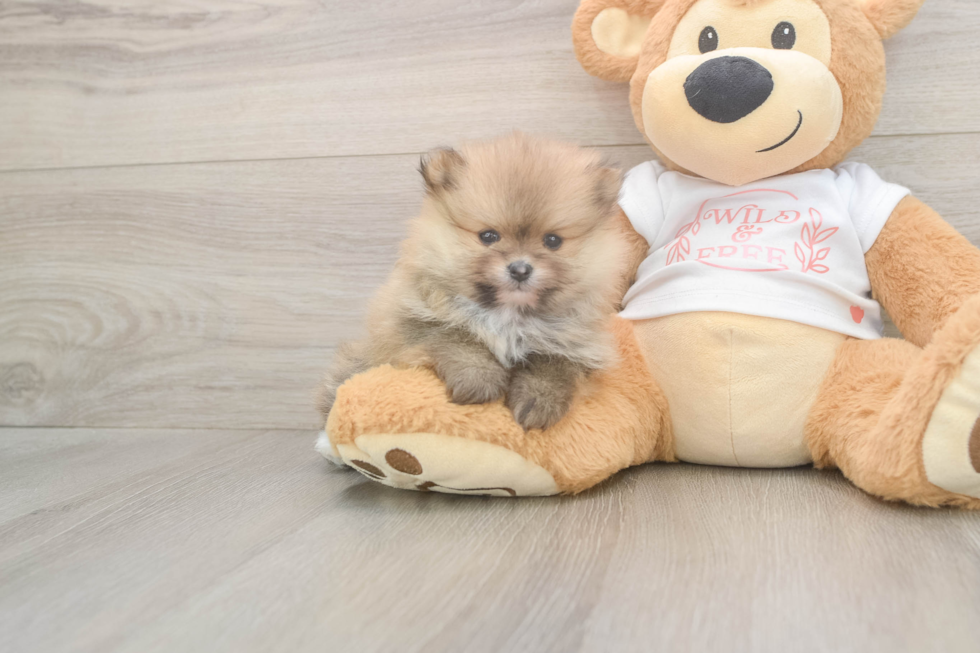 Meet Bubbles - our Pomeranian Puppy Photo  2/3 - Simply Southern Pups Pomeranian Pup Being Cute