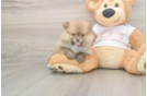 Meet Bubbles - our Pomeranian Puppy Photo  2/3 - Simply Southern Pups Pomeranian Pup Being Cute