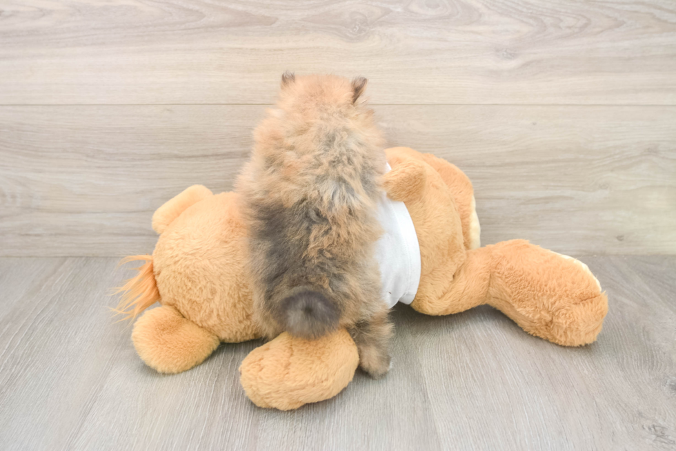 Meet Bubbles - our Pomeranian Puppy Photo  3/3 - Simply Southern Pups Best Pomeranian Baby