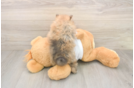 Meet Bubbles - our Pomeranian Puppy Photo  3/3 - Simply Southern Pups Best Pomeranian Baby
