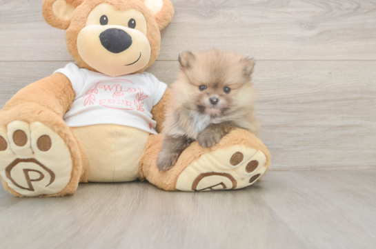 6 week old Pomeranian Puppy For Sale - Simply Southern Pups Best Pomeranian Baby