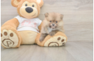 Meet Bubbles - our Pomeranian Puppy Photo  1/3 - Simply Southern Pups Best Pomeranian Baby