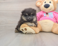 9 week old Pomeranian Puppy For Sale - Simply Southern Pups