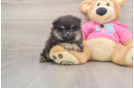 Pomeranian Pup Being Cute