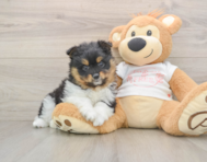 8 week old Pomeranian Puppy For Sale - Simply Southern Pups