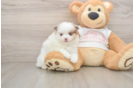 Pomeranian Puppy for Adoption