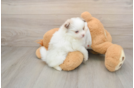 Playful Pomeranian Baby