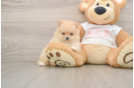 Little Pomeranian Purebred Pup