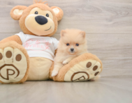 5 week old Pomeranian Puppy For Sale - Simply Southern Pups