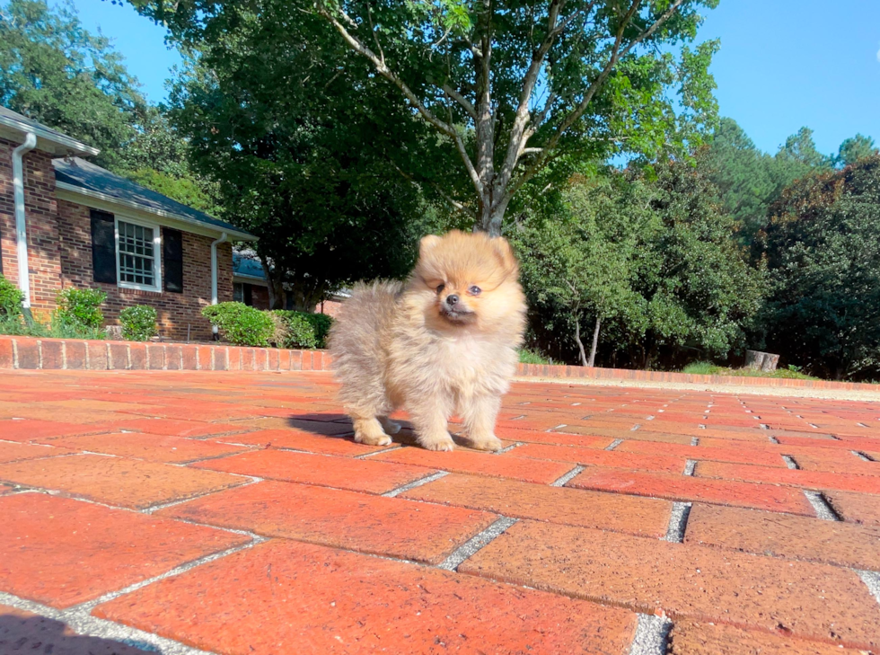 Pomeranian Puppy for Adoption