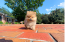 Best Pomeranian Baby