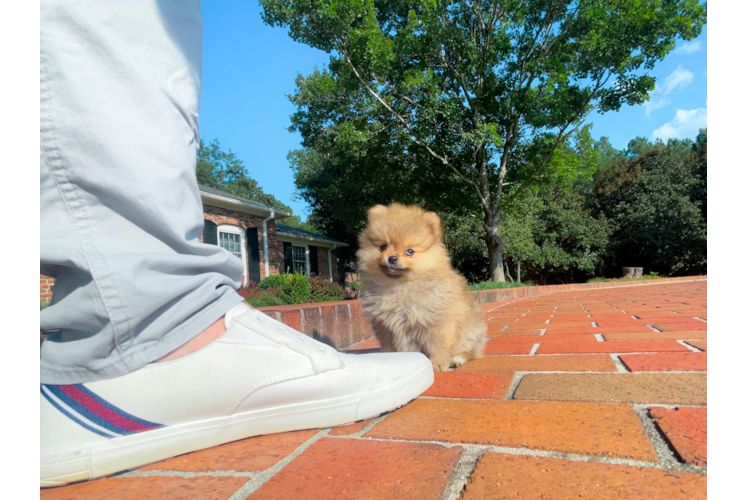 Best Pomeranian Baby