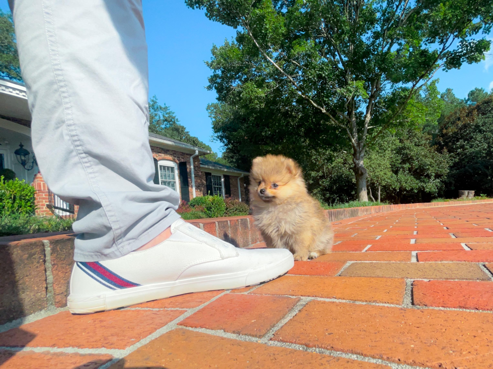 Cute Pomeranian Baby