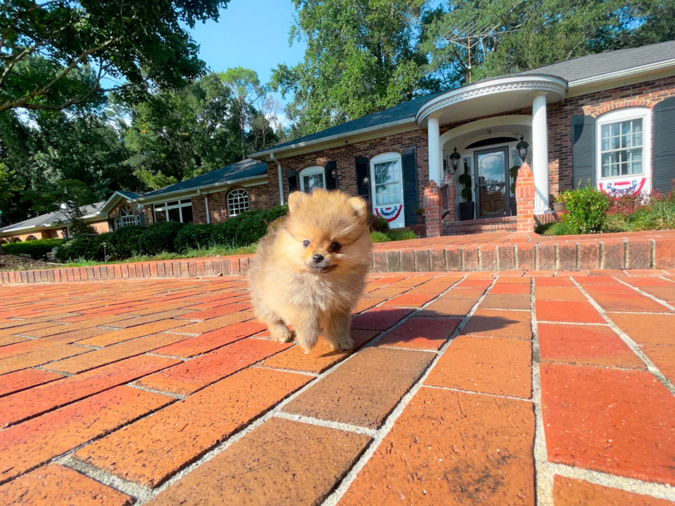 Pomeranian Pup Being Cute