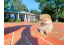 Best Pomeranian Baby