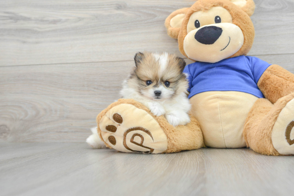 Best Pomeranian Baby
