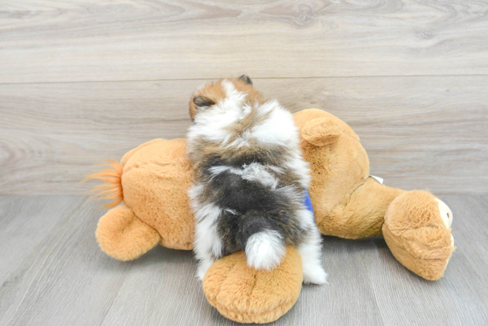Energetic Pomeranian Purebred Puppy
