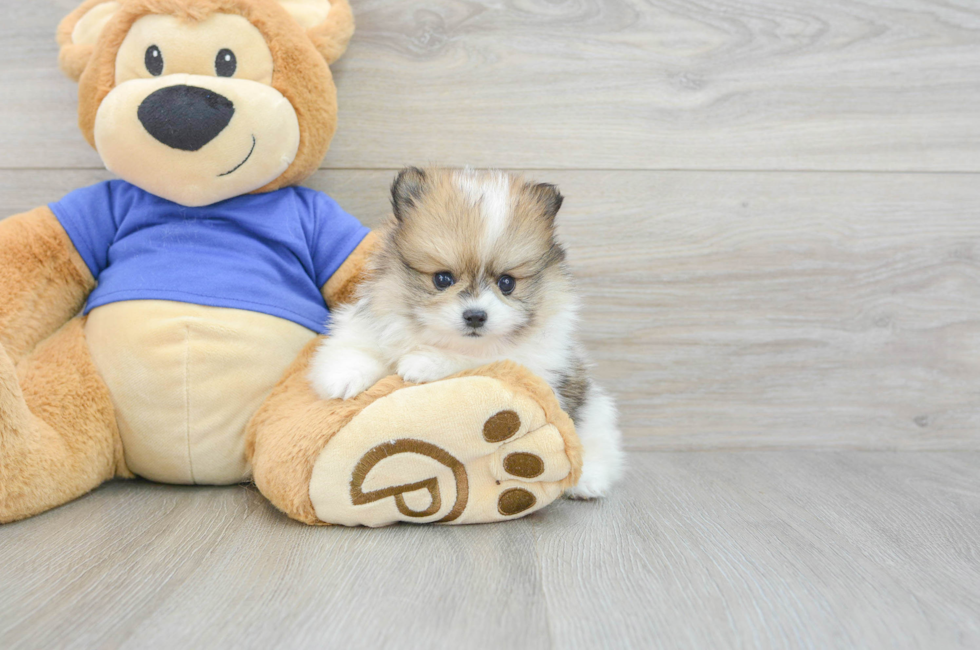 7 week old Pomeranian Puppy For Sale - Simply Southern Pups
