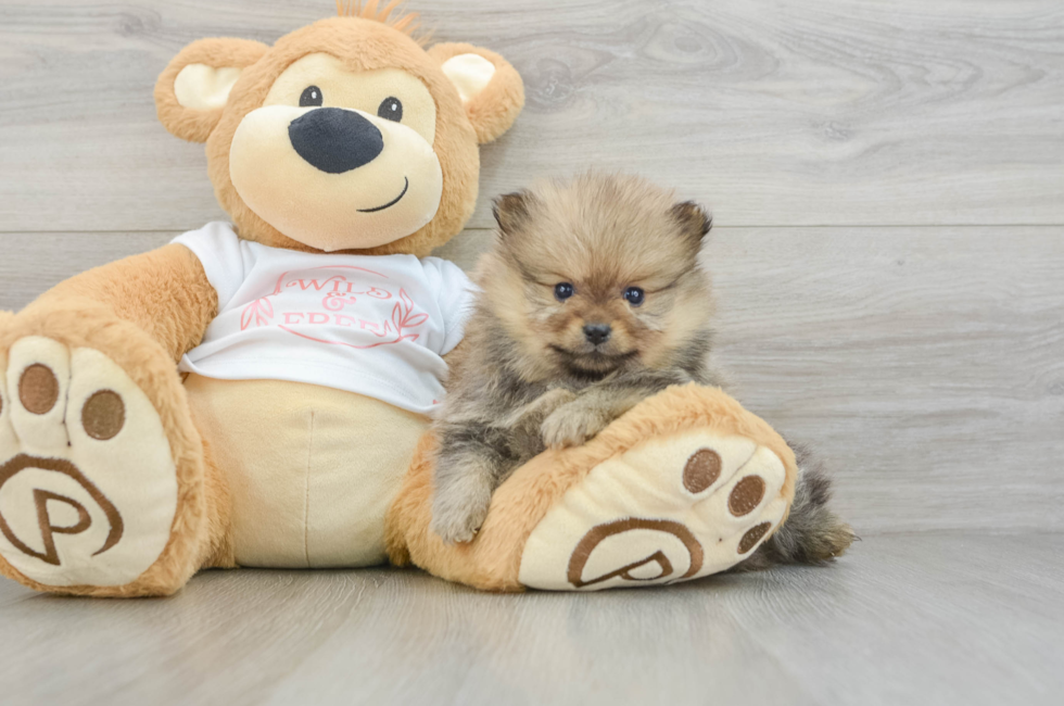 6 week old Pomeranian Puppy For Sale - Simply Southern Pups