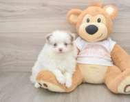 6 week old Pomeranian Puppy For Sale - Simply Southern Pups