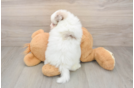 Funny Pomeranian Baby