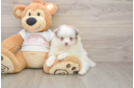 Best Pomeranian Baby