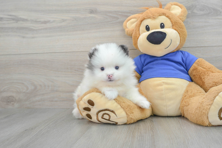 Petite Pomeranian Purebred Puppy