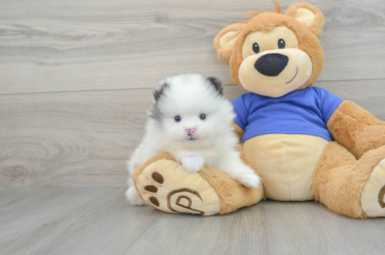 Petite Pomeranian Purebred Puppy