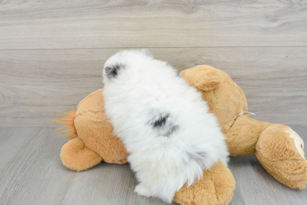 Pomeranian Pup Being Cute