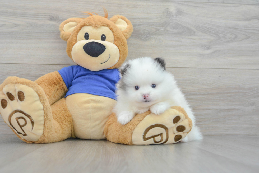 Happy Pomeranian Purebred Puppy