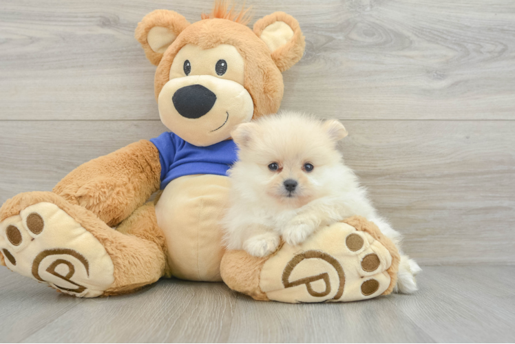 Best Pomeranian Baby