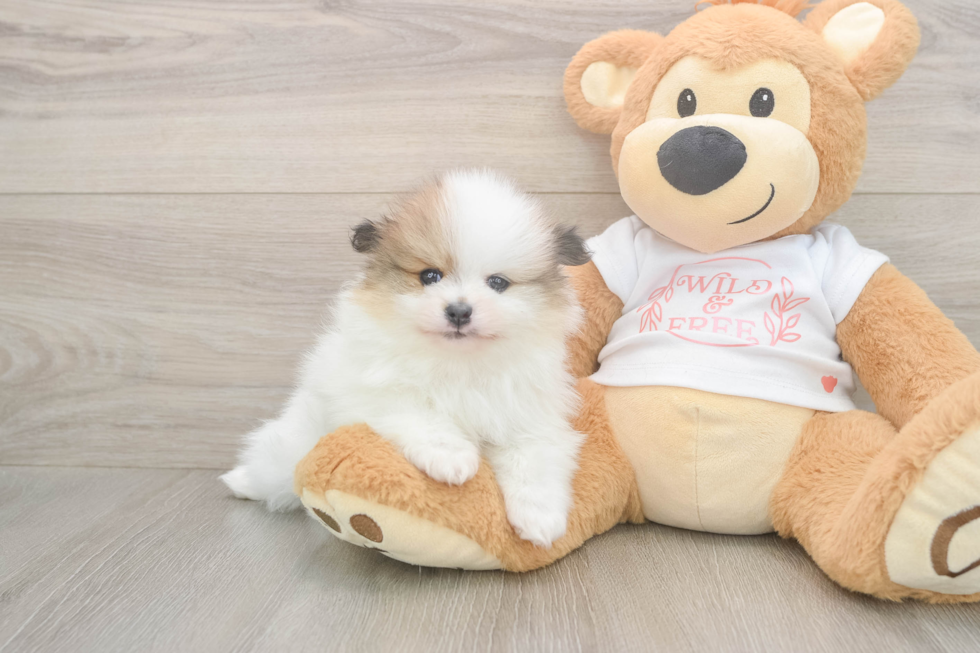 Meet Burton - our Pomeranian Puppy Photo  2/3 - Simply Southern Pups Best Pomeranian Baby