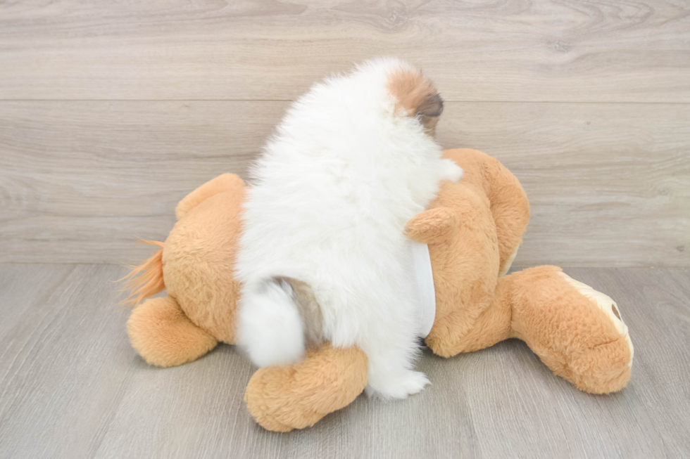 Meet Burton - our Pomeranian Puppy Photo  3/3 - Simply Southern Pups Small Pomeranian Purebred Pup